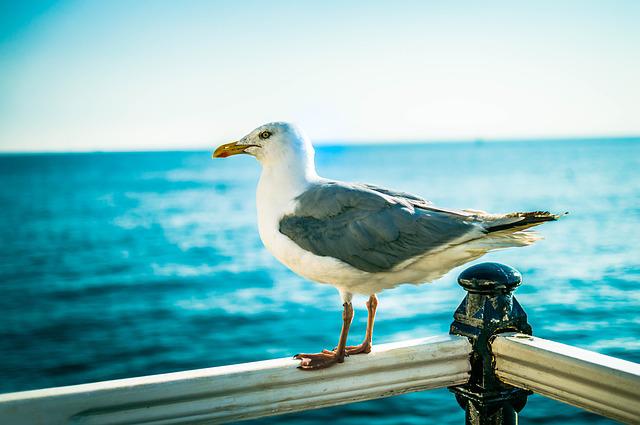 Guidance About Brighton Beach In Uk