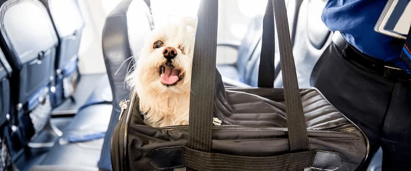 Air France Pet Policy What You Need To Know